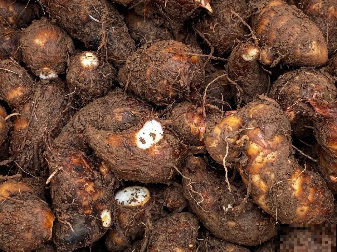 有些花有毒,家里有孩子要注意,不能乱碰 有些花有毒,家里有孩子要注意,不能乱碰