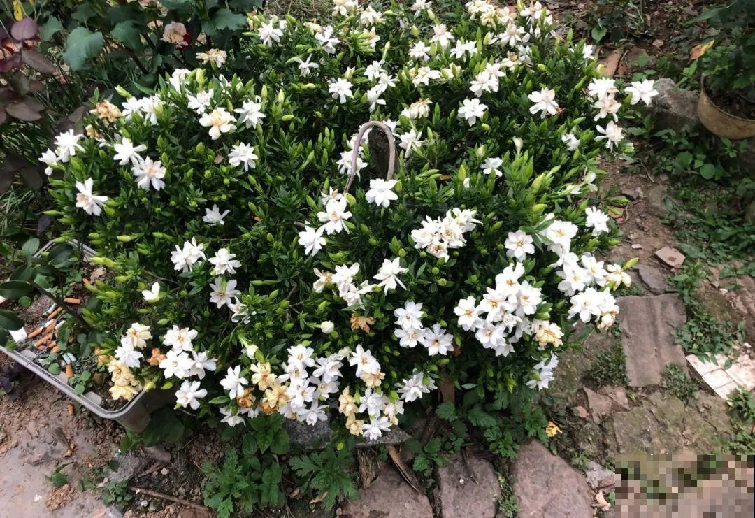 栀子、茉莉原来有5个品种,一个比一个香,叶子带花纹的更值钱! 栀子、茉莉原来有5个品种,一个比一个香,叶子带花纹的更值钱!