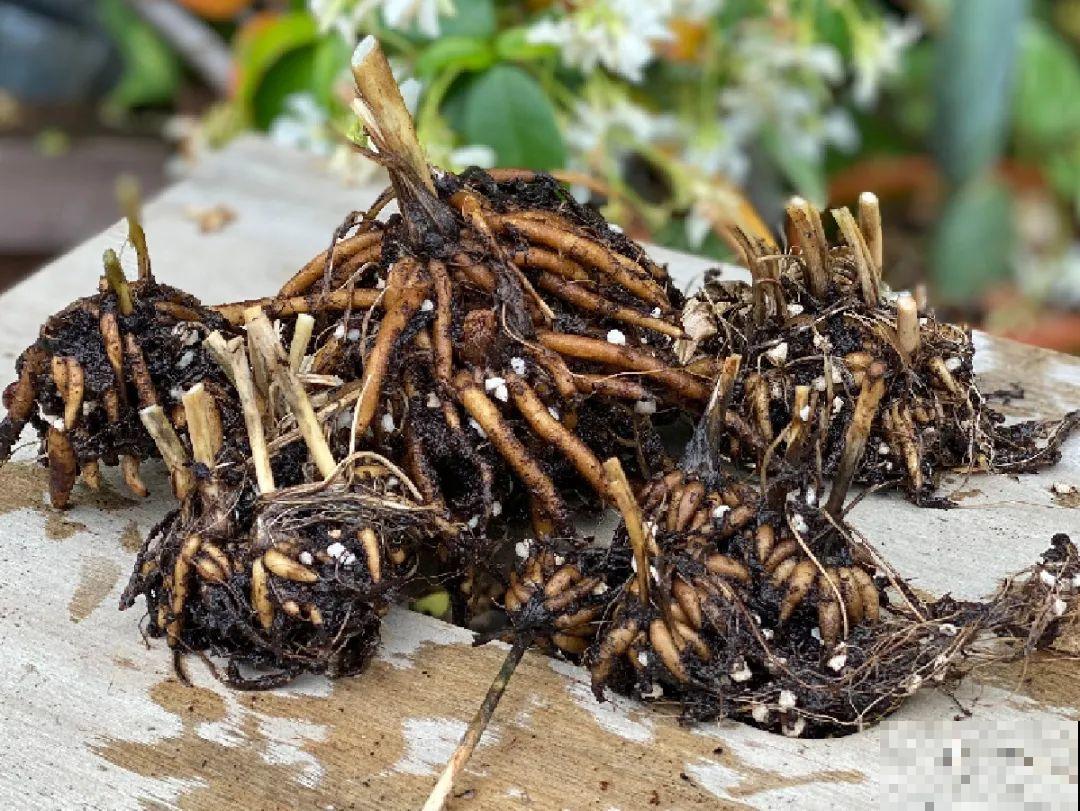 家里养盆花毛茛，开花像牡丹，艳丽多彩超漂亮