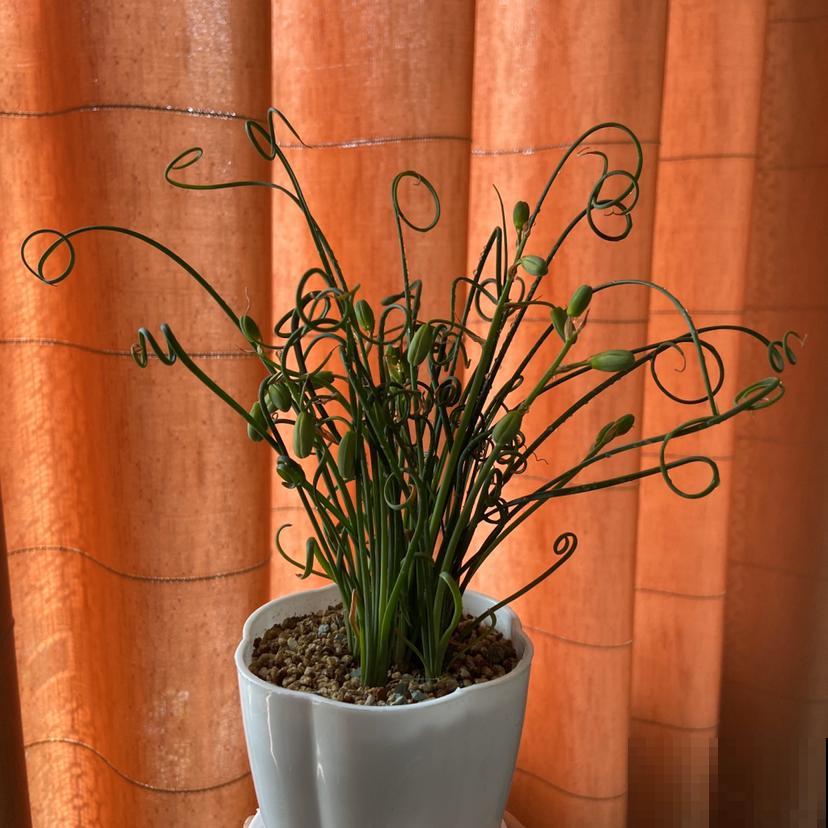 绿萝吊兰养腻了,5种奇花,养过1种就厉害了 绿萝吊兰养腻了,5种奇花,养过1种就厉害了