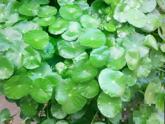 养这花，千万别买种子，全是假的！