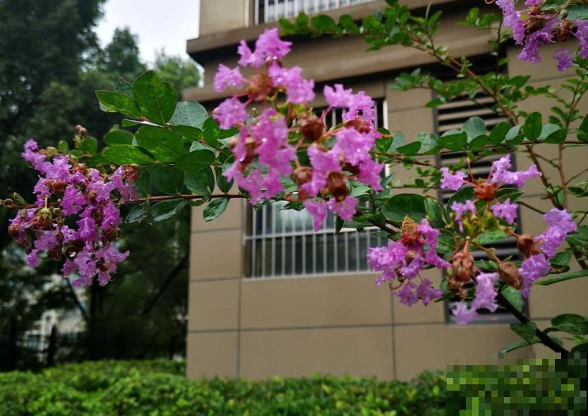 3种帝王花，开花很霸气，最后一种路边就有