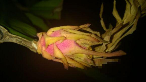 3种帝王花，开花很霸气，最后一种路边就有