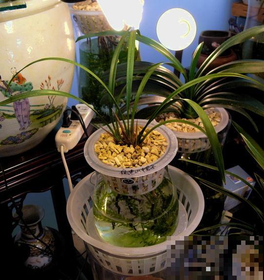 奇葩的养花方式,看得我目瞪口呆,长见识了! 奇葩的养花方式,看得我目瞪口呆,长见识了!