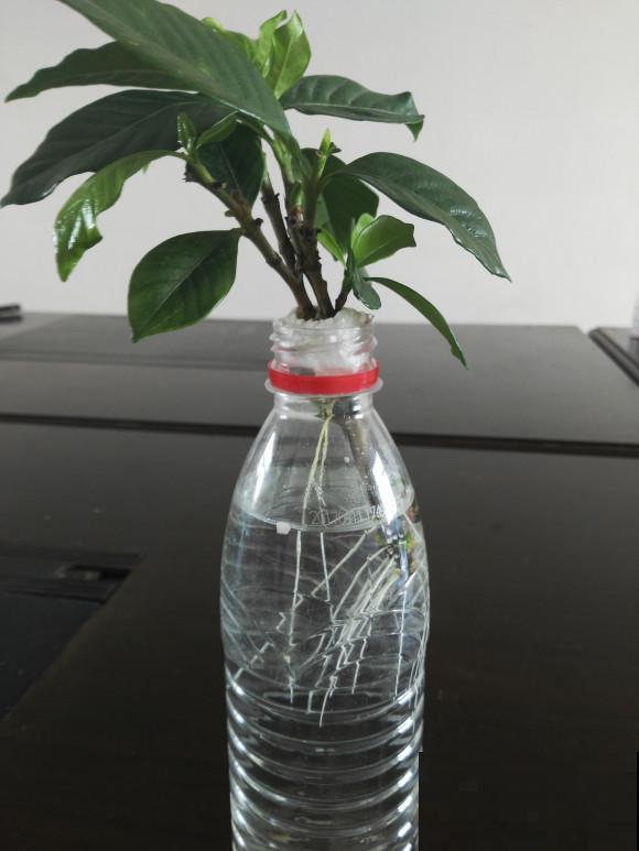 扦插百试百灵的小妙招，不信你也试试，3~5天就生根！