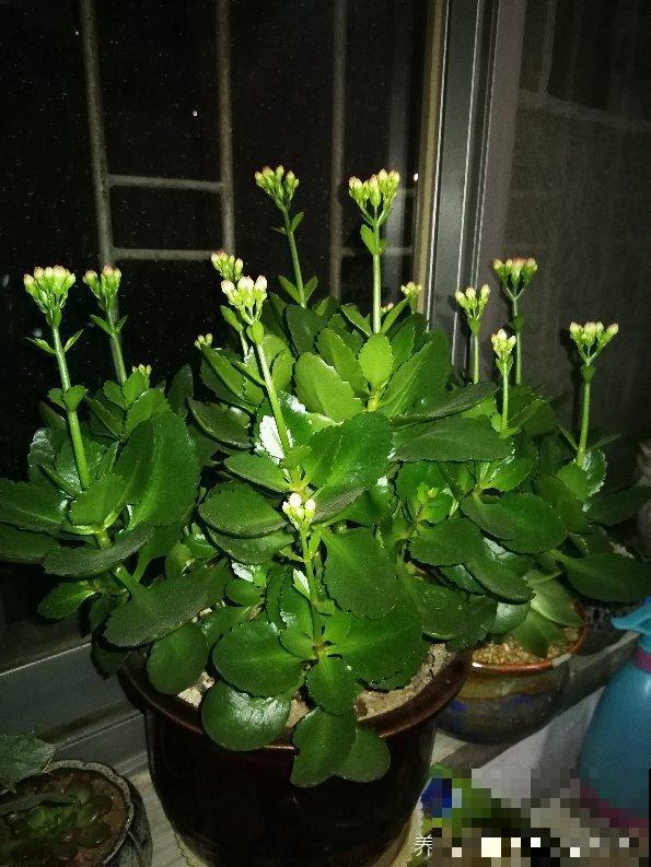 3种花不能养老桩，开花越来越少，最后只剩光杆