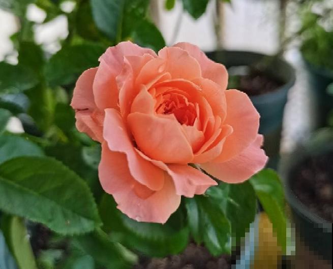 浓香型的靠边站，这些月季香味清淡，最适合阳台养！