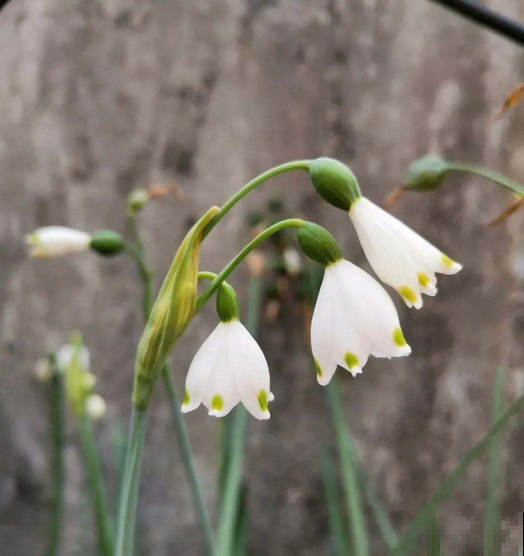 家里养盆“小铃铛”,开花洁白素雅,还超耐寒 家里养盆“小铃铛”,开花洁白素雅,还超耐寒