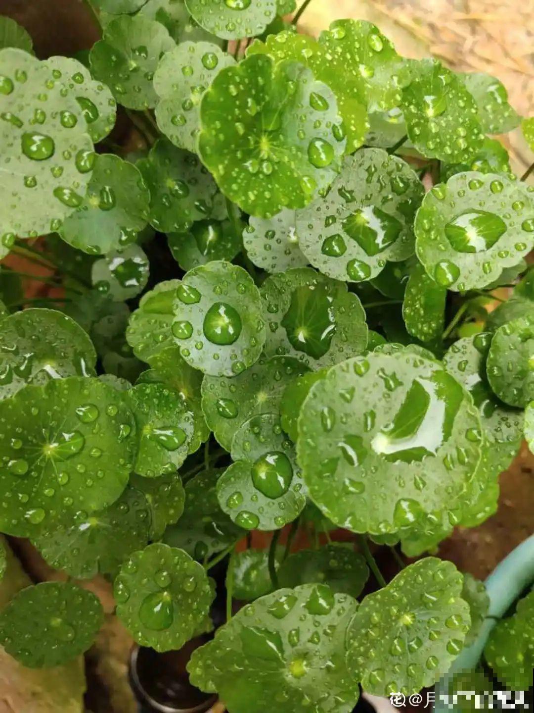 9种花,夏天剃个小平头,平平稳稳度夏天 9种花,夏天剃个小平头,平平稳稳度夏天