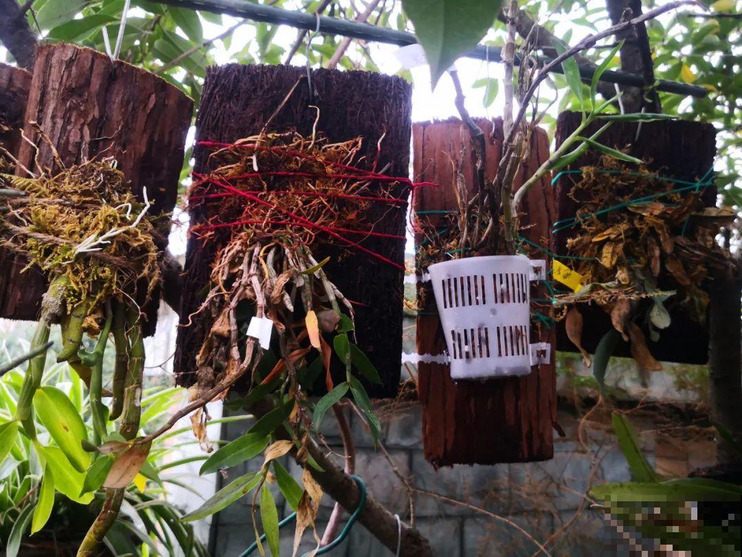 5种花不用土,掰一块木板子来养花,省了大笔买土钱! 5种花不用土,掰一块木板子来养花,省了大笔买土钱!