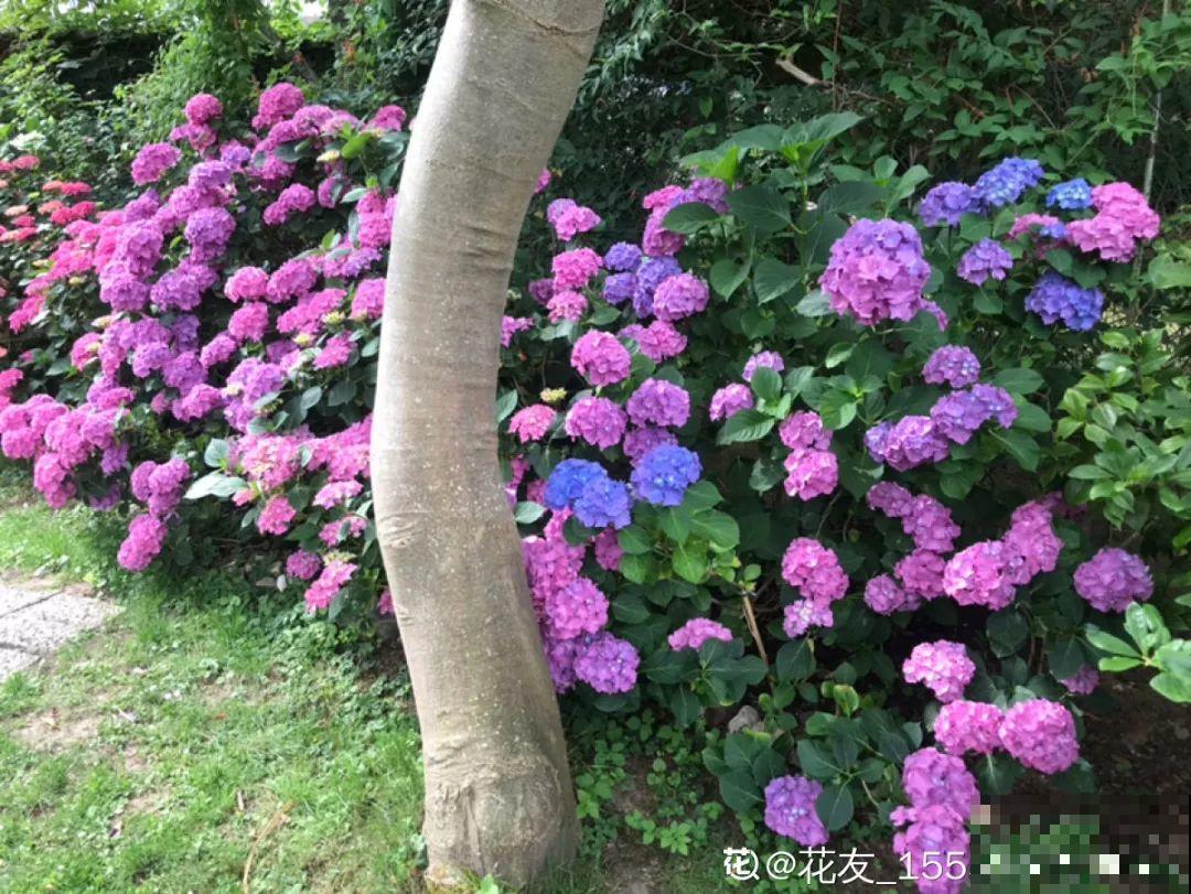 38℃高温，家里的花挺不过去，只剩盆了！