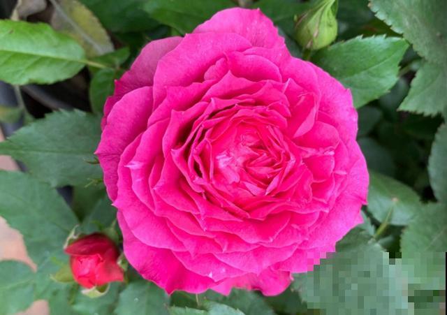 专属12星座的月季花,快看你的星座是什么月季吧! 专属12星座的月季花,快看你的星座是什么月季吧!