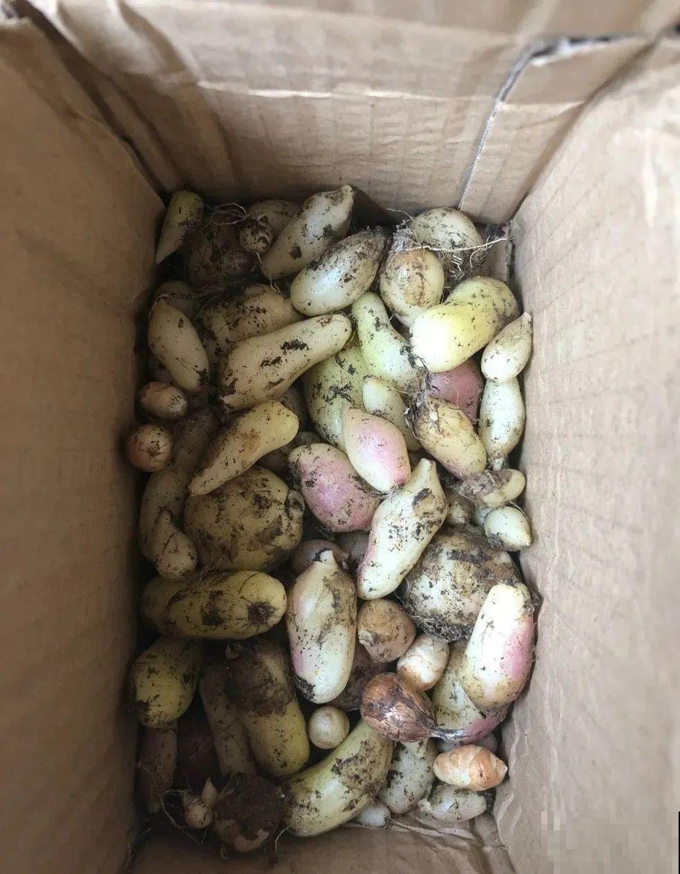 盆里埋了几个小“土豆”，结出一串串蓝色花，冬天-35℃也冻不死！