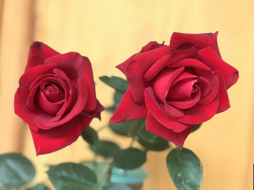 各国的国花,居然被他编成一首诗,太有才了! 各国的国花,居然被他编成一首诗,太有才了!