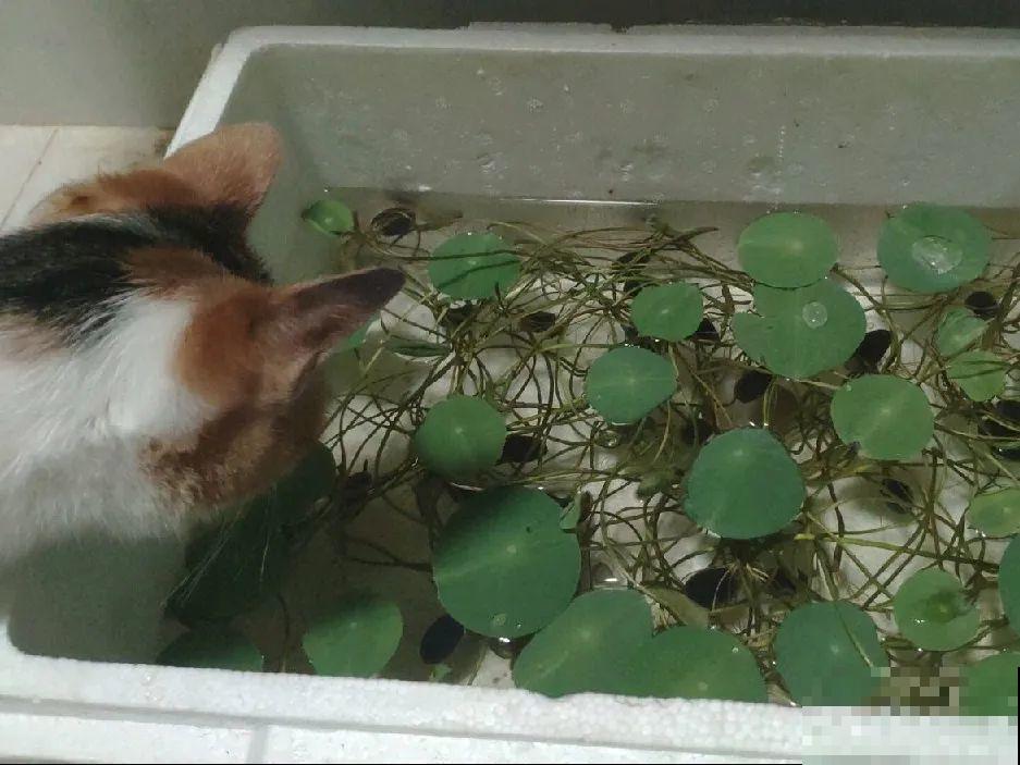 看到这些花,扭头就走,别买,谁买谁吃亏! 看到这些花,扭头就走,别买,谁买谁吃亏!