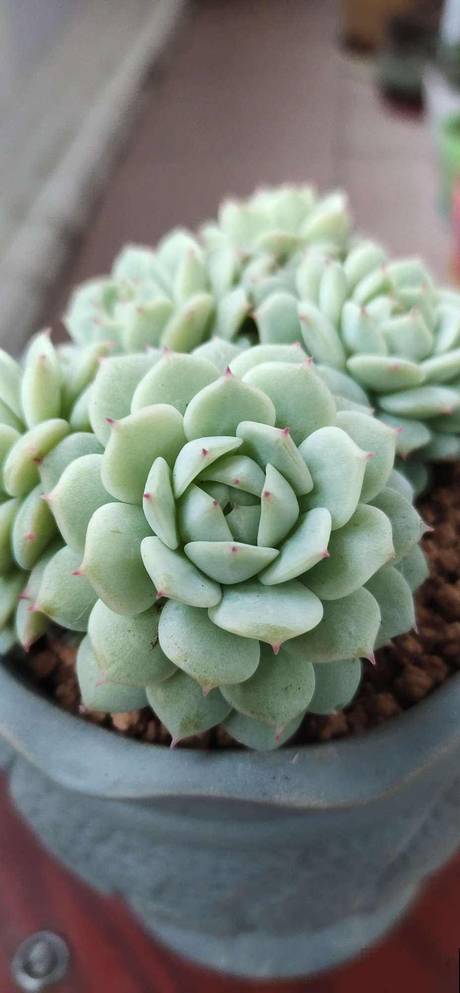 3种多肉黑腐王，夏天养最头疼，一不小心就死光