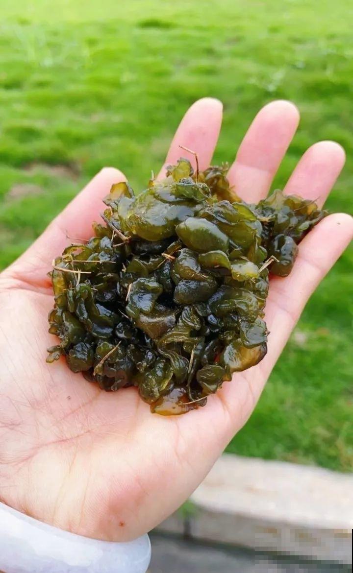 7月野菜金不换，2块钱一捆，凉拌吃格外香！