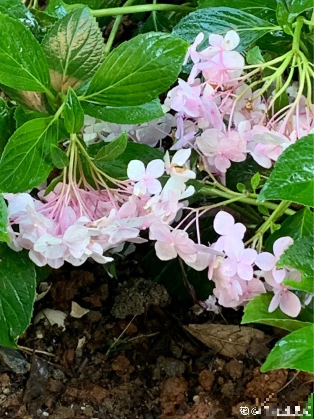 9种花,夏天剃个小平头,平平稳稳度夏天 9种花,夏天剃个小平头,平平稳稳度夏天