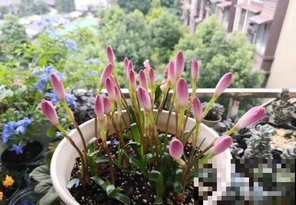 这花3年没浇水，却疯长得把盆撑爆，懒人福利啊！