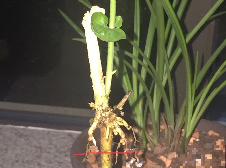 茉莉花扦插有机关，砍这一段枝条，插土里3天就活！