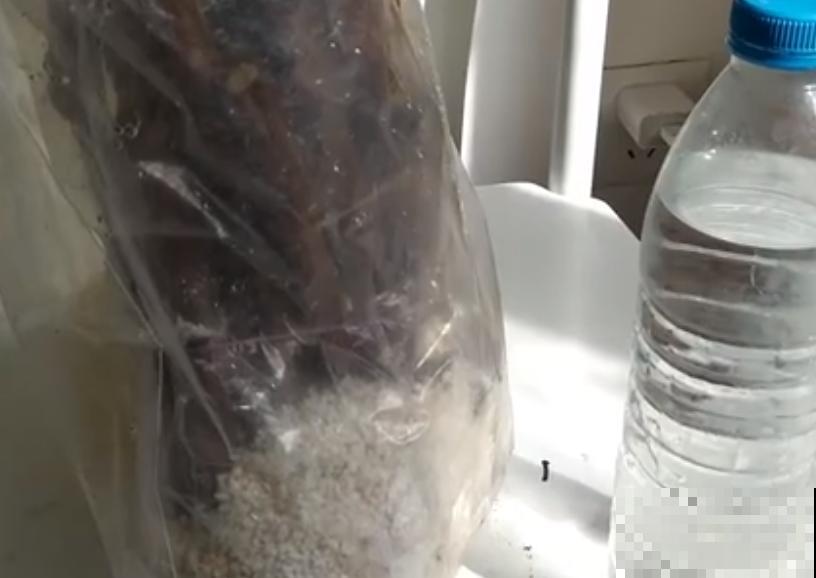 6种花扦插,杆子越粗越好活,根长成大扫把! 6种花扦插,杆子越粗越好活,根长成大扫把!