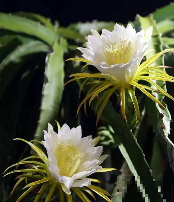 3种帝王花，开花很霸气，最后一种路边就有