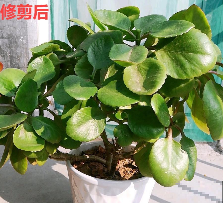 现在开花不一定是好事,赶紧剪掉,才能正常活 现在开花不一定是好事,赶紧剪掉,才能正常活