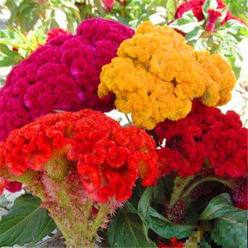 十二生肖花，每一种都代表一个属相，来看看你是哪一种