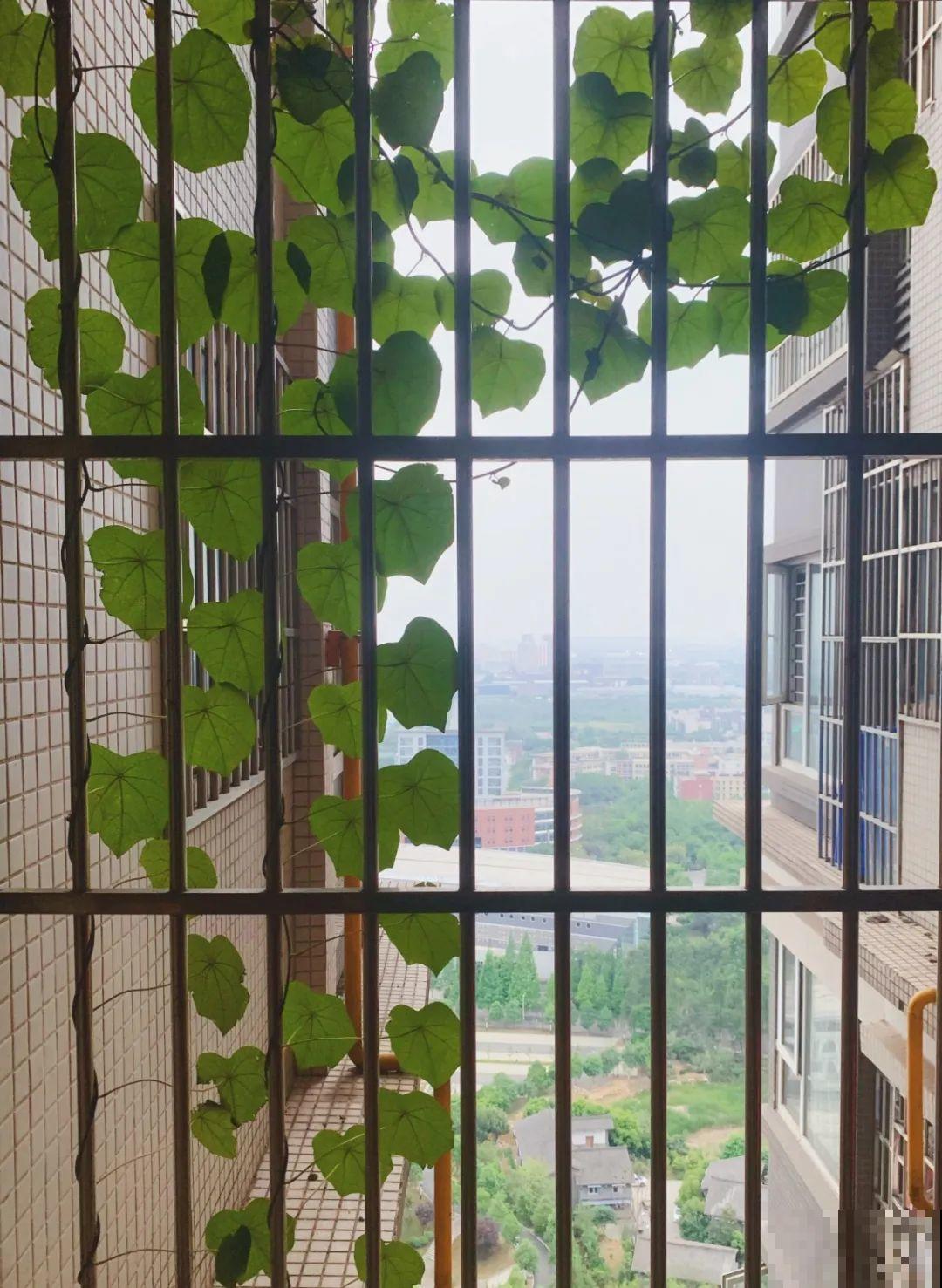 大土豆埋土里,2个月变成绿窗帘,1个月不浇水照样活! 大土豆埋土里,2个月变成绿窗帘,1个月不浇水照样活!