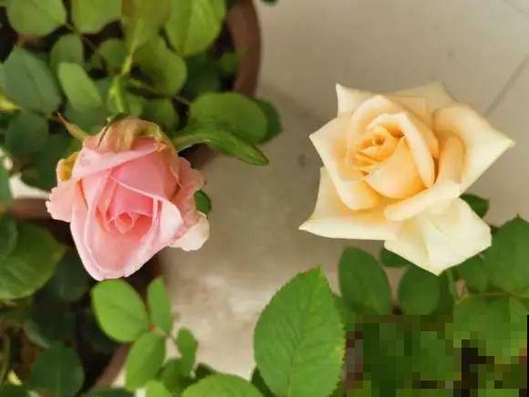 看到这些花,扭头就走,别买,谁买谁吃亏! 看到这些花,扭头就走,别买,谁买谁吃亏!