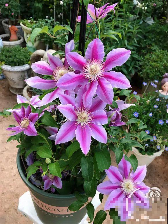 女儿辞职，回家养花，老爸说：15亩地，你负责养花，我负责蔬果！