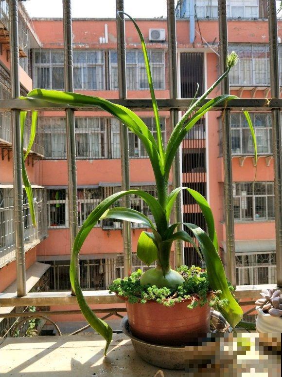 5种冷门花，今年特别流行，从种下到开花只用2个月！