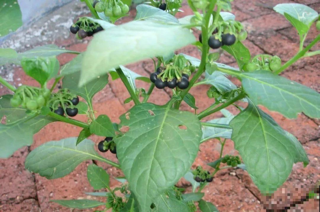 10种花有剧毒,遇到千万别乱碰,小心中毒! 10种花有剧毒,遇到千万别乱碰,小心中毒!