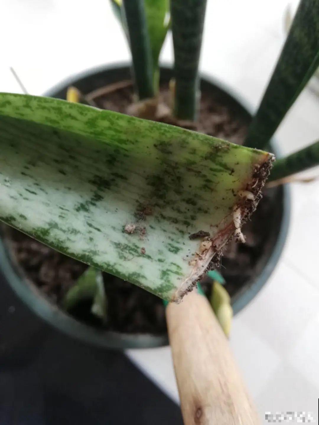 养花要狠得下心,枝条剁八段,呼呼长成新盆栽 养花要狠得下心,枝条剁八段,呼呼长成新盆栽