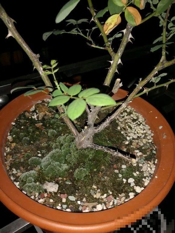 花盆长出这4种东西，别犹豫，赶紧换土