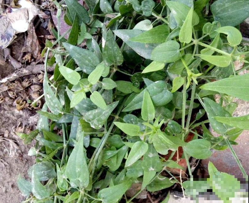 这些植物,在古代是用来染衣服用的,好厉害! 这些植物,在古代是用来染衣服用的,好厉害!