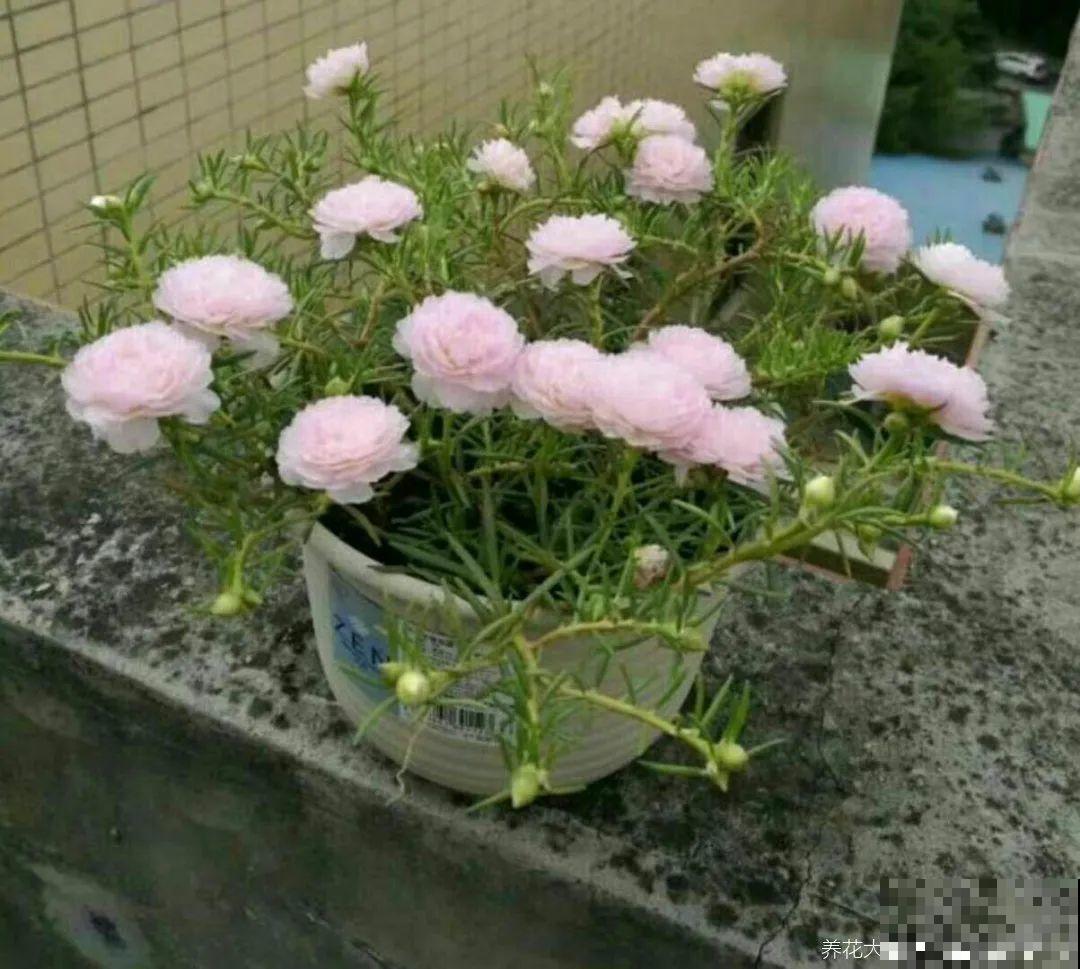 10种花,不怕风吹雨淋,不怕暴晒干旱,四季爆开花,堪称花坚强! 10种花,不怕风吹雨淋,不怕暴晒干旱,四季爆开花,堪称花坚强!