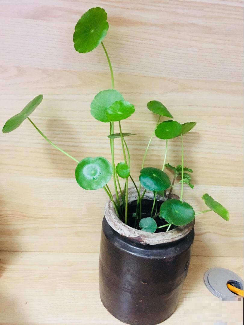 养花的老物件，拿回家养花正好，养花必备