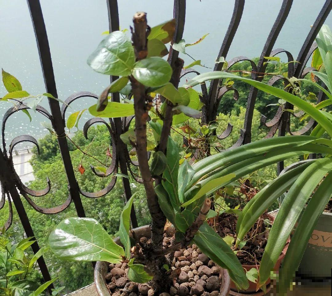 10种花，现在搬出去养，死不了还能长花苞！