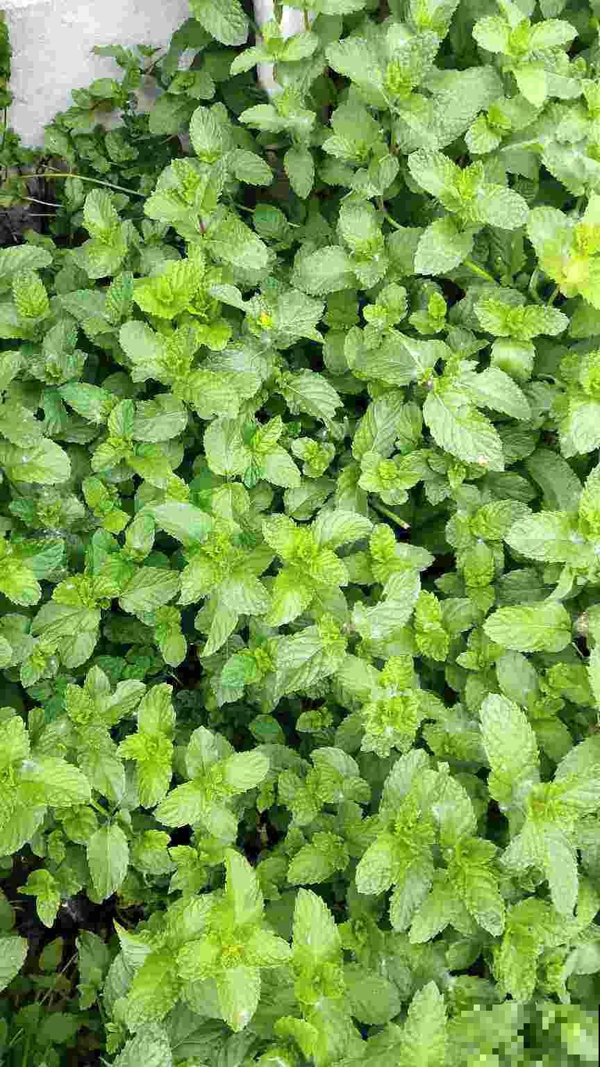 夏天屋里养盆花，好看好养，温度降低