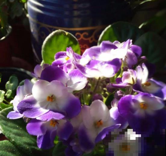 新买的花，套个花盆，成活率100%！