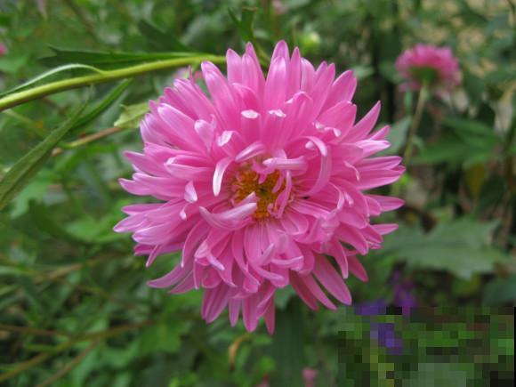 世界上品种最多的植物,没有之一,路边满大街都是! 世界上品种最多的植物,没有之一,路边满大街都是!