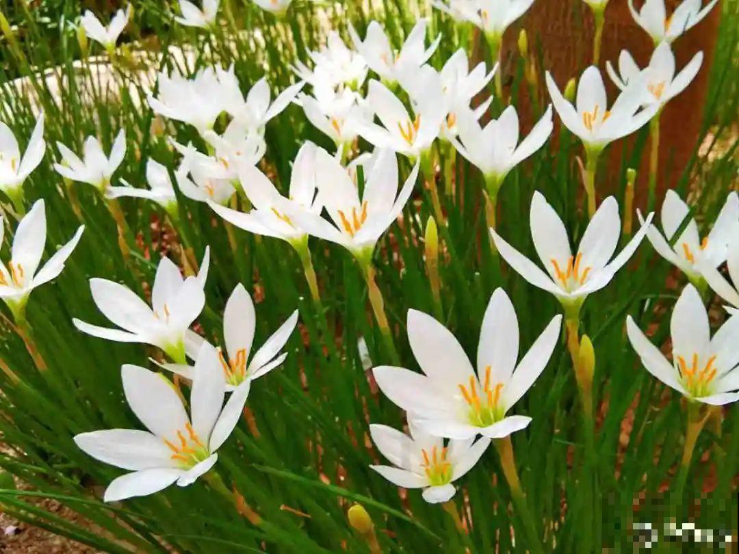 有些花有毒，家里有孩子要注意，不能乱碰