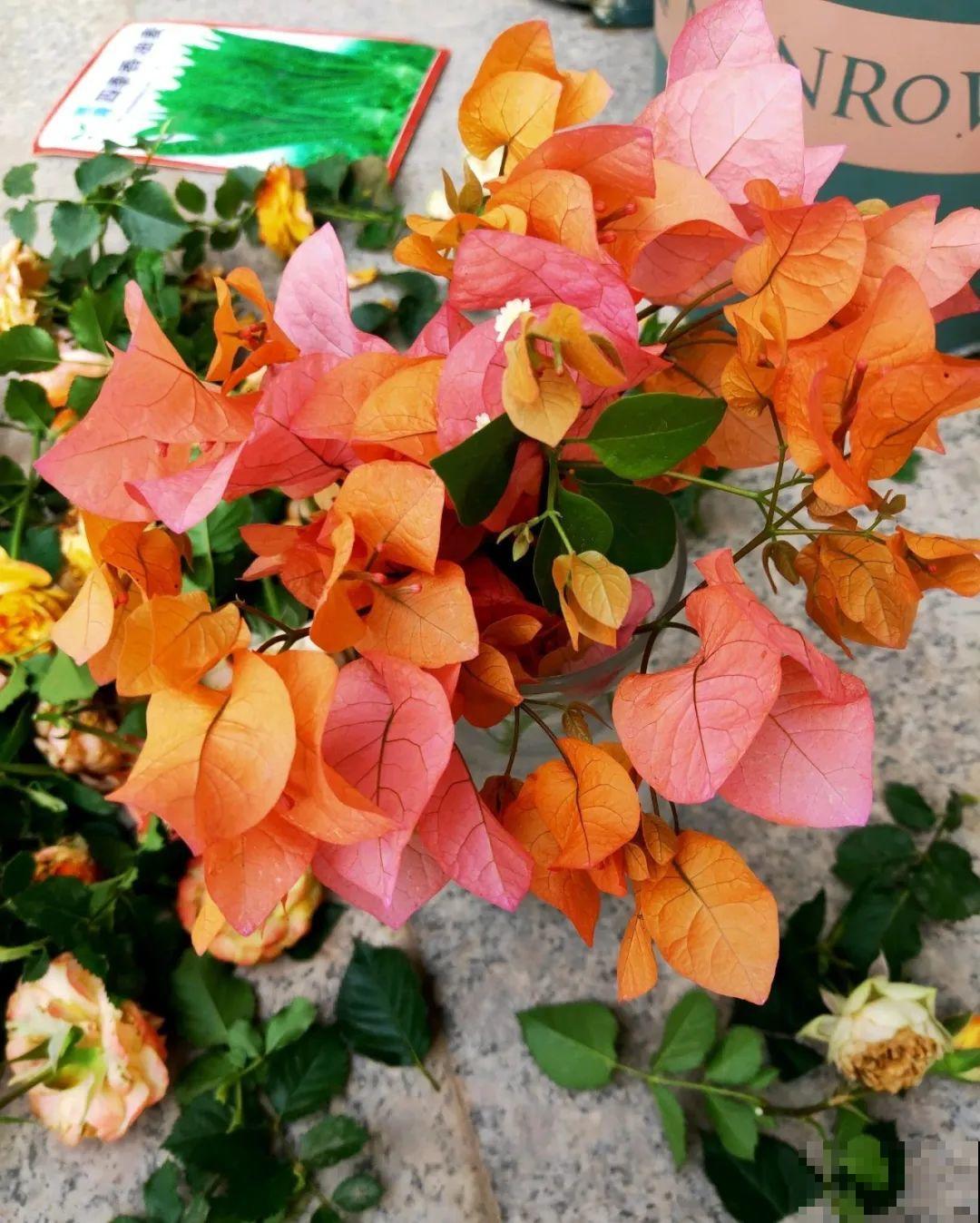 周末去花市捡漏，这花竟然1块钱1棵，赶紧买！