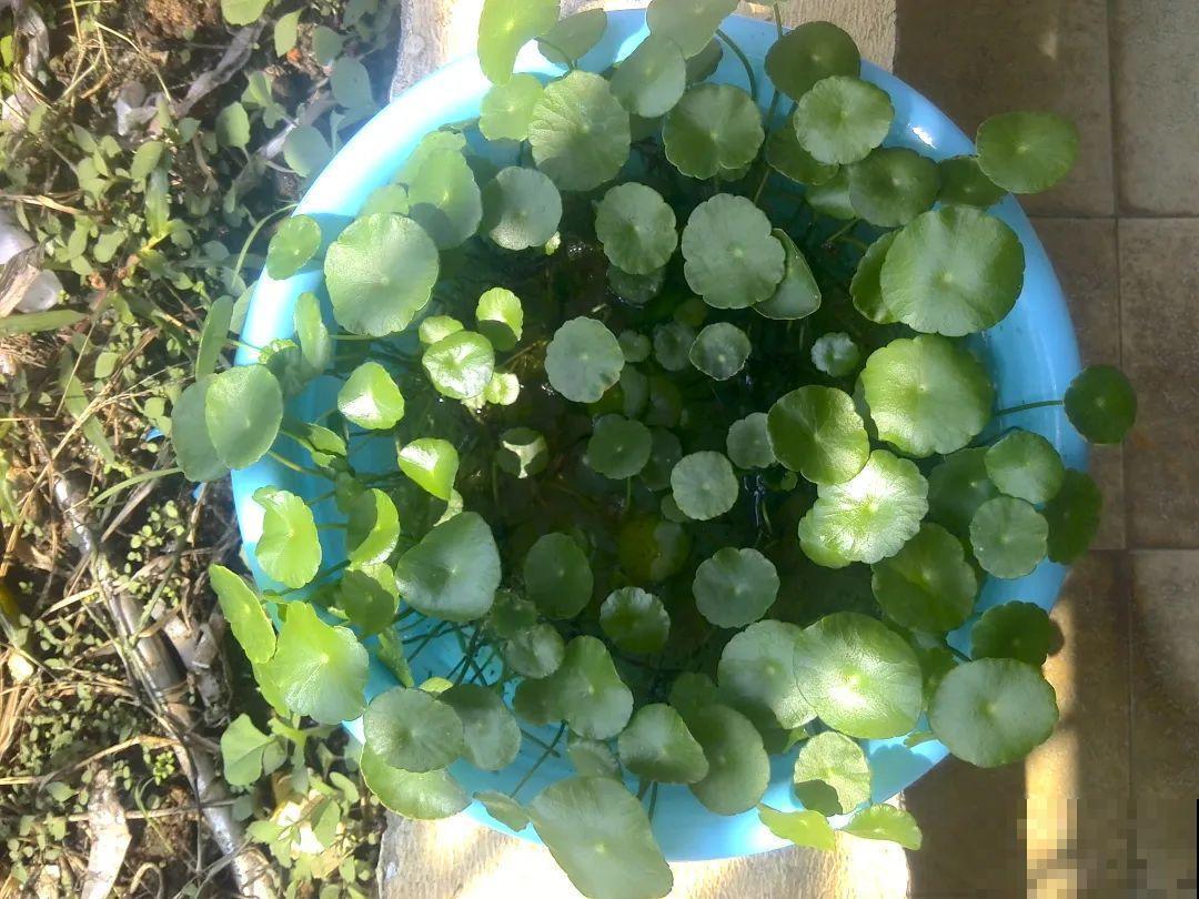 搪瓷盆别丢,拿来养花做合适,根壮叶肥开花爆盆 搪瓷盆别丢,拿来养花做合适,根壮叶肥开花爆盆