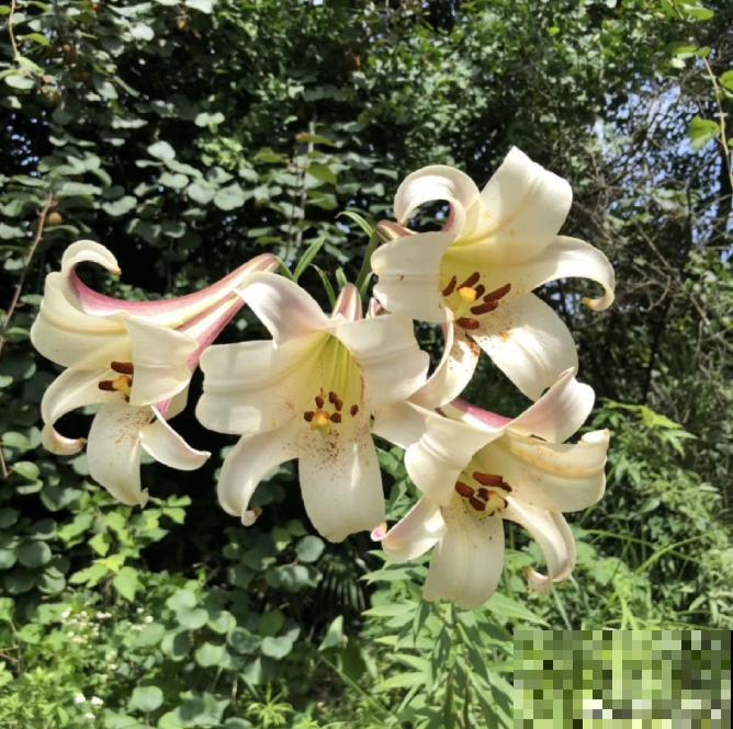 现在别买这种花,种了一年也不开,简直浪费钱! 现在别买这种花,种了一年也不开,简直浪费钱!