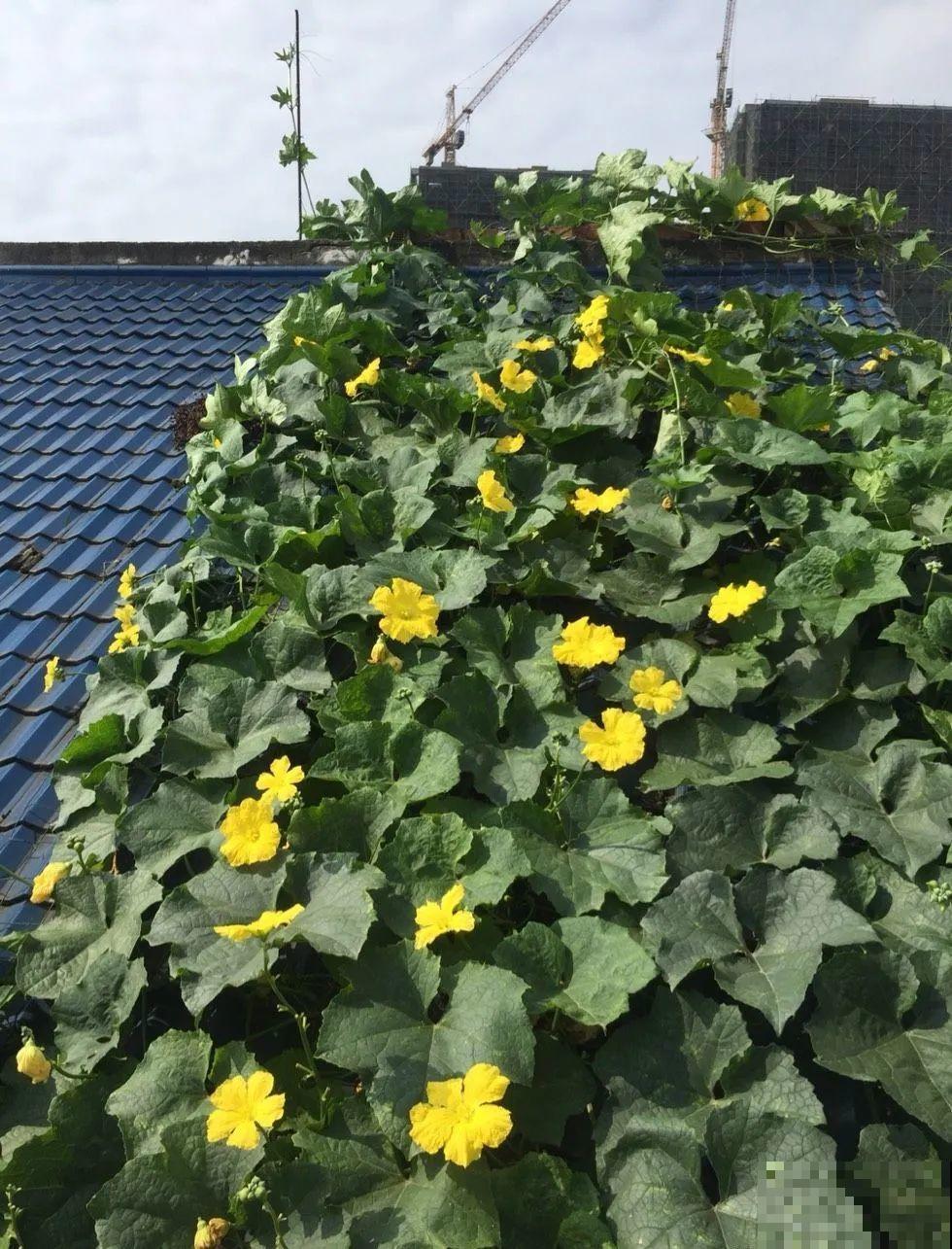 西红柿养成树,1年能结6000斤果,巨无霸第一次见! 西红柿养成树,1年能结6000斤果,巨无霸第一次见!