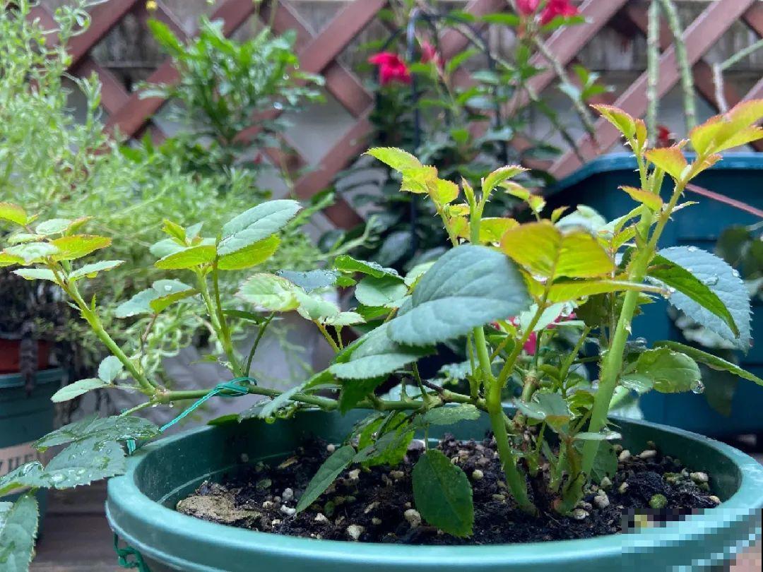 可以浇花的药,过期也要留着,保花不生虫、不生病! 可以浇花的药,过期也要留着,保花不生虫、不生病!