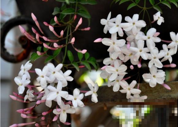 各国的国花,居然被他编成一首诗,太有才了! 各国的国花,居然被他编成一首诗,太有才了!