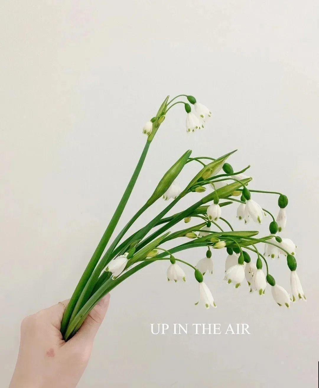 家里养盆“小铃铛”,开花洁白素雅,还超耐寒 家里养盆“小铃铛”,开花洁白素雅,还超耐寒